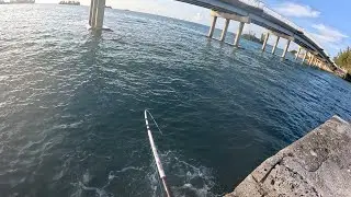 The one that GOT AWAY!🎣😤 | Chaotic Fishing Days