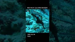 2023.05.04 보홀 다나오 / 스쿠버 다이빙 / 알아야 보이는 해양생물들 /
