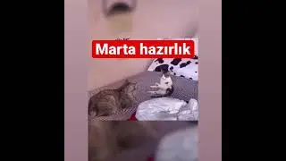 #keşfet #ytshorts #hayvanlar #beni&ouml;ne&ccedil;ıkart #fenomen #eğitimsistemi #veterinary #martayı