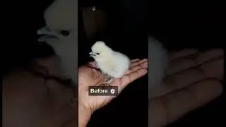 Before and after transformation Silky chick #akhanzoo #minizoo #pets #birds #ytshortsindia #ytshorts
