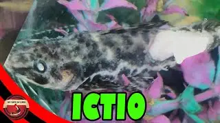 Como tratar peixe com Ictio