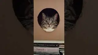 Метро Голдвин Мышь