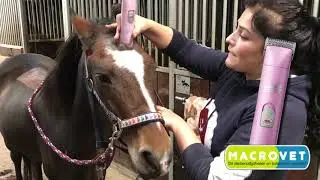 hoofd van je paard scheren
