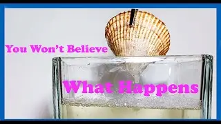 Dissolving Things In A Stores Strongest Acid