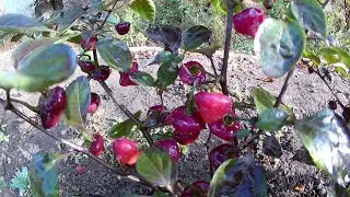 Cheiro Roxa. Сорт острого перца