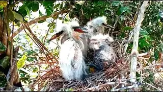 Egret Bird Life and Raising​​ Baby.