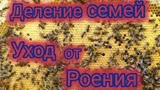 Деление семей.Уход от роения