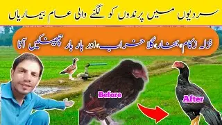Murgiyon Ke Nazla Zukam Ka Asan Ilaj| Treatment of Cold,Fever, Sneezing, Coughing and Flu in Chicken