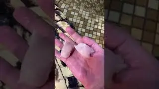 Если не будет по рукой меча, хватай крокодила и дерись им