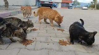 Street cats of various colors together.