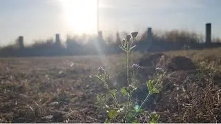 Morning Nature #nature #relaxing #beautiful #piano #meditation #sleepmusic #music #motivation