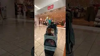 Pomeranian's Adorable Mother's Day Mall Adventure - Cute Stroller Moments! #PomeranianAtTheMall