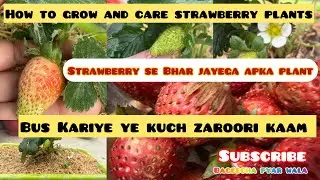 How to grow and repot strawberry plant at home || How to grow strawberry in pot || #strawberry🍓🪴👍