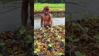 Roots of water hyacinth work as a fertilizer for farmers 🤔l #roots