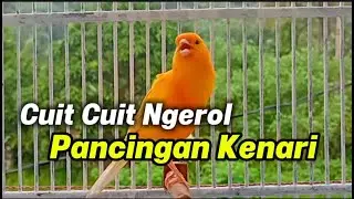 KENARI GACOR CUIT Cuit  NGEROLL COCOK UNTUK PANCINGAN & MASTERAN Kenari PAUD AGAR BUNYI