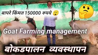 goat farming /बोकडपालन