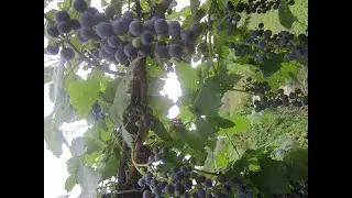 🍇Виноград винный, август на даче.🍇Wine grapes, August at the dacha.🍇