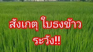 How important are rice flag leaves?