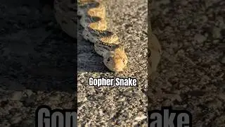 First snake find of the year #sonorandesert #gophersnake #reptiles #arizona #snakes