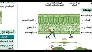تركيب الورقه الصف التاسع اماراتى مستر محمود السيد احمد 01275091871