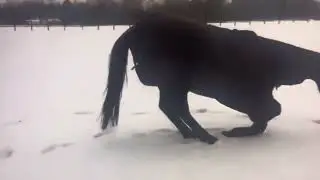 Animals reacting snow for the first time