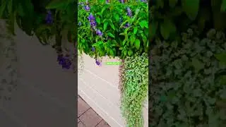 MEALY CUP SAGE PLANTS #flowers #plants #shortvideo