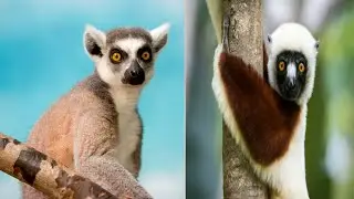 5 tipos de lemures de
 madagascar🌊🌴