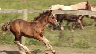 Mocha's Bay Pearl Colt - 2