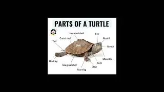 Parts of a Bike,Duck,Fish,Goat........ #parts #name