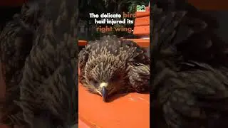 Black kite rescue by Wildlife SOS