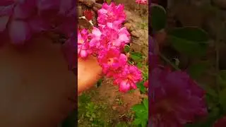 My beautiful 🧚✨✨✨✨rose bloom after pruning ❤️