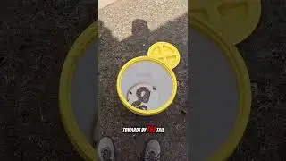 Беременная гремучая змея!