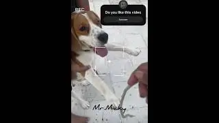 Micky alaparaigal #micky #beagle #appu #playing