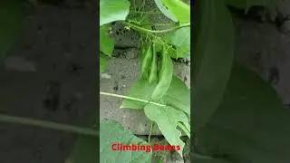 Plant these beans and be happy - Climbing Beans #Shorts