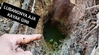 sambaran belut besarr dan ganas bukan kw kw saksikan sendiri