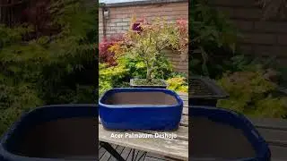 Acer Palmatum Deshojo #nature #love #music #relaxingmusic #garden #bonsai #acer #japanesemaple