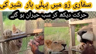 Safari zoo Lahore| lion safari feeding visit tour with Asif shero walaa wild on beat life Officially