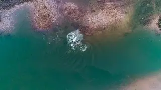 Dolphins Strand Feeding 4K ~ Hilton Head Island, SC