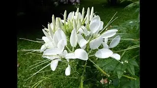 Health benefits of Cleome Gynandra| African cabbage