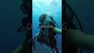 dive vlog kinda #florida #diving #scubadiving #beach #ocean #travel #nature #boat #fishing #boating