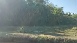 PIZADINHA DO COSCOBEU