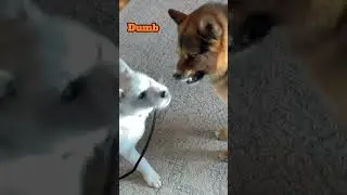 Dumb ways to die (puppy version) 🤣