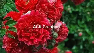 Beauty of nature #rose#spring#tulip#flower#garden#viral video #, video #beautiful flowers #nature