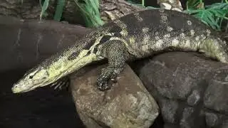 Nederlandse Dierentuinen