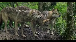 [ ANIMAL CONTACT ] Les loups acteurs