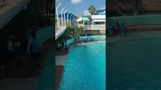 La Isla Cancun Aquarium live #happymind#dolphin