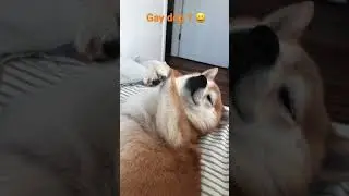 Gay dog !?!? (Funny!!!)
