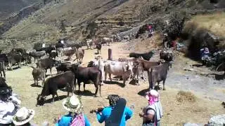 Herranza Ayavirina - Octubre 2016 Ayaviri Yauyos Lima