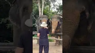 Vantara is redefining wildlife through science and care #Vantara #AnantDadaEra&nbsp;#AnantAmbani