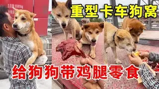 把狗狗放在家里几天，回去给买点鸡腿零食，两狗吃的太香啦#pets #老友狗狗 #寵物友善日常 #animals #funny #黃狗 #cute #中华田园犬